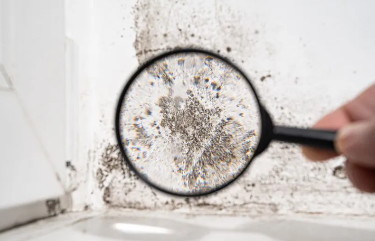 Mold Inspections