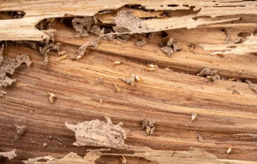 WDI (Wood Destroying Insects) Inspections